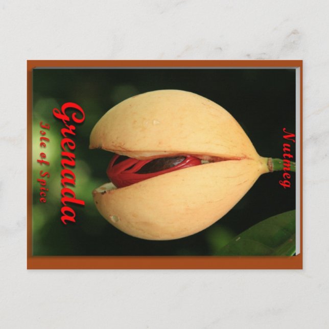 Carte Postale Nutmeg (Devant)