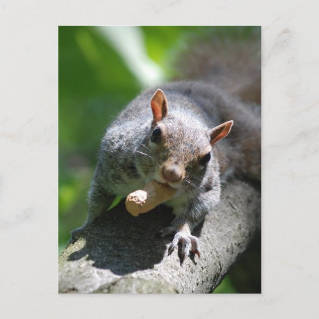 Carte postale Nutty Squirrel (Devant)