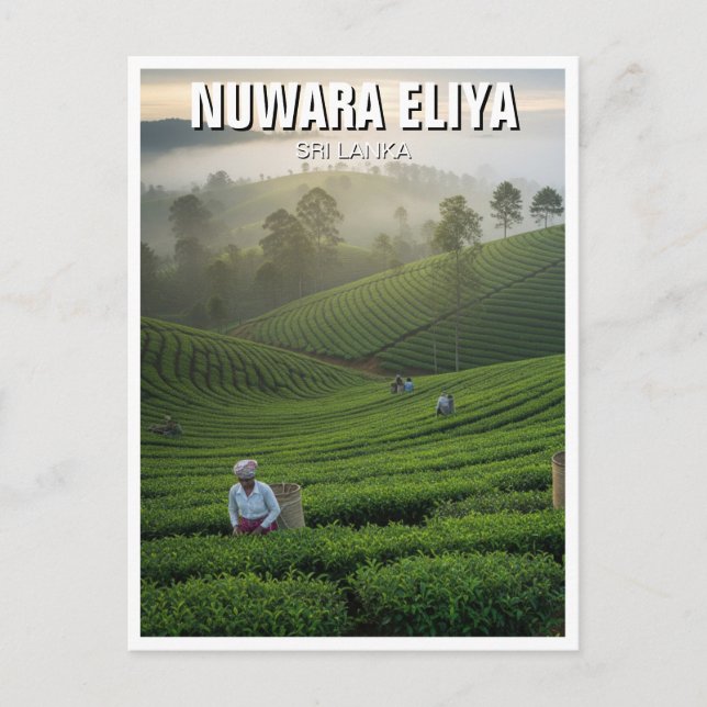 Carte Postale Nuwara Eliya Tea Plantation Sri Lanka (Devant)