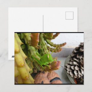 Carte Postale Nymphe de criquet égyptien sur une plante de cactu