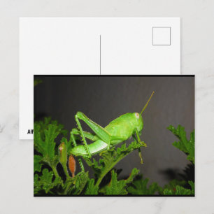 Carte Postale Nymphe de criquet égyptien sur une plante de citro