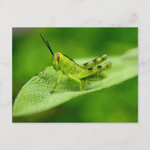 Carte Postale Nymphe de criquet vert sur une feuille