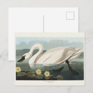 Carte Postale Nymphéa Cygne Blanc Audubon Vintage Art