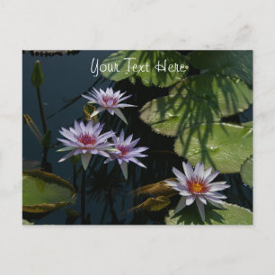 Carte postale Nymphéas Lotus Blancs