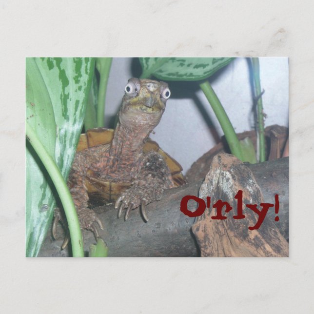 Carte Postale o&apos;rly, O'rly ! (Devant)