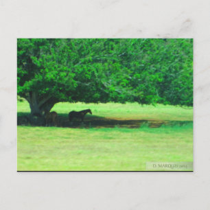 CARTE POSTALE OAHU, HAWAII #19 POSTCARD