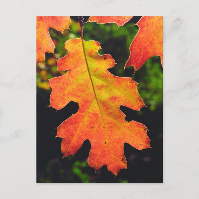 Carte Postale Oak Leaf dans Six Rivers National Forrest (Devant)