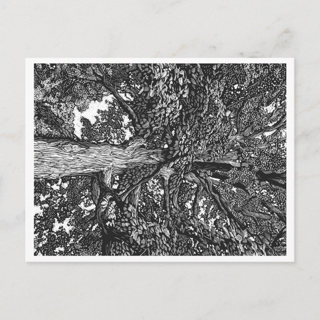 Carte postale Oak Tree (Devant)