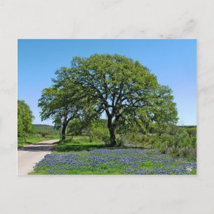 Carte Postale Oak Tree and Bluebonnets near Johnson City
