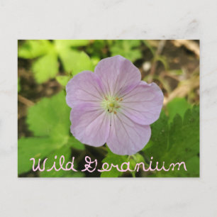 Carte Postale Oakwoods Metropark Wild Geranium avec texte