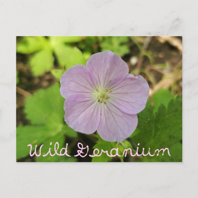 Carte Postale Oakwoods Metropark Wild Geranium avec texte (Devant)