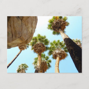 Carte Postale Oasis Palms dans le parc national de Joshua Tree
