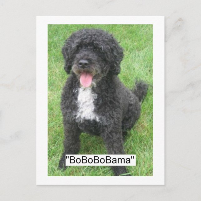 Carte Postale Obama, animal de compagnie/chien d'eau portugais (Devant)