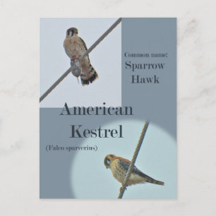 Carte Postale Objets de Kestrel Américain (Falco sparverius)