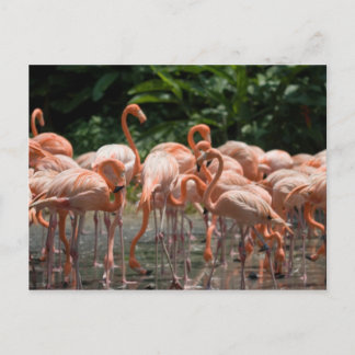 Carte Postale Observation d'oiseau