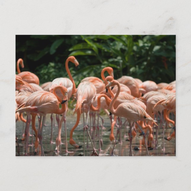 Carte Postale Observation d'oiseau (Devant)