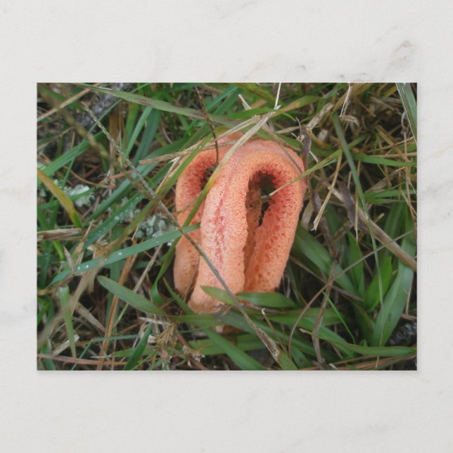 Carte postale OBX #1 Colonne de champignon à corne (Devant)