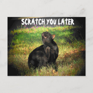 Carte Postale Occupé À Droite Meow ? Écrasez-vous plus tard