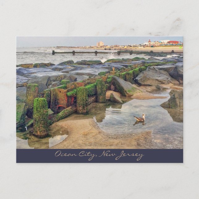 Carte Postale Ocean City, New Jersey Post Card-Morning Swimmer (Devant)