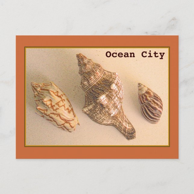 Carte postale Ocean City Shells (Devant)