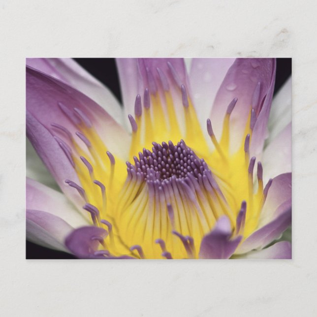 Carte Postale Océanie, Fidji, Purple Panama Pacifica Nymphea (Devant)