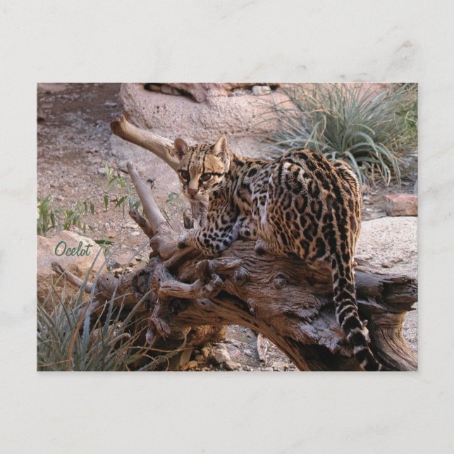 Carte postale : Ocelot (Devant)