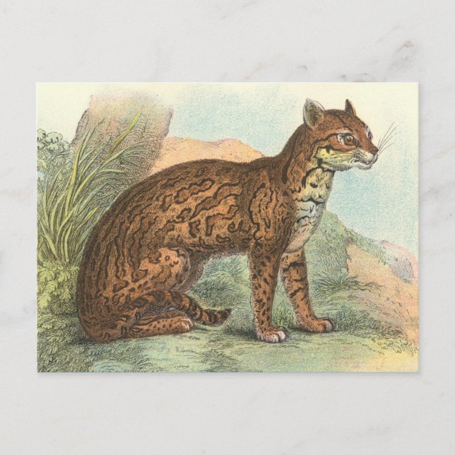 Carte Postale Ocelot (Devant)