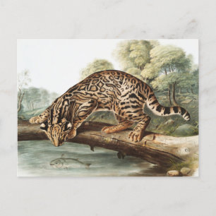 Carte Postale Ocelot, chat léopard (Felis pardalis) Illustration