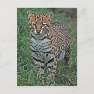 Carte Postale OCELOT (Leopardus pardalis) AMÉRIQUE CENTRALE