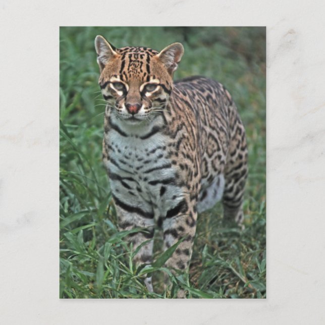 Carte Postale OCELOT Leopardus pardalis) AMÉRIQUE CENTRALE (Devant)