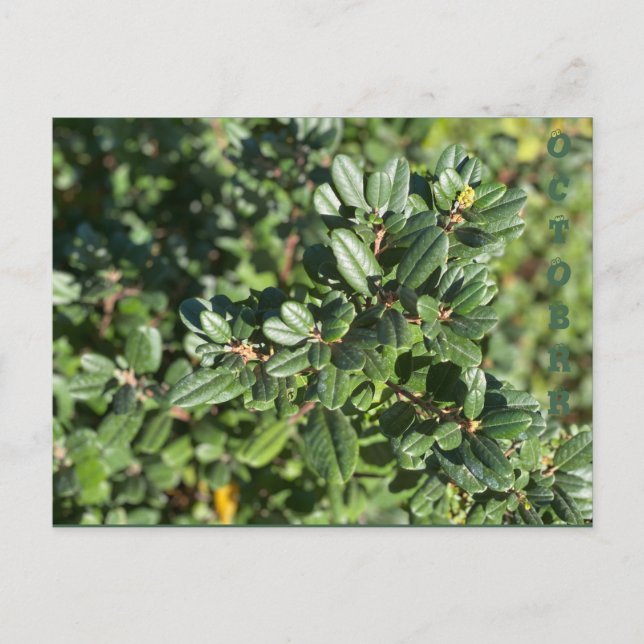 CARTE POSTALE OCTOBRE (Devant)