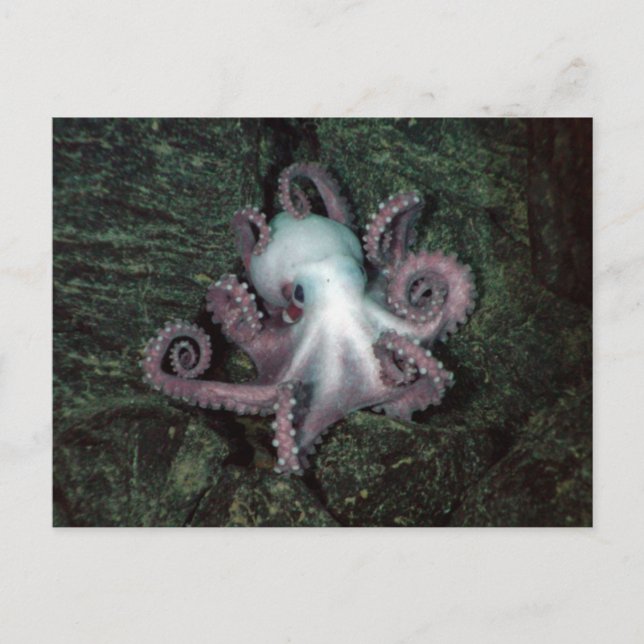 Carte Postale Octopus blanc et rose (Devant)
