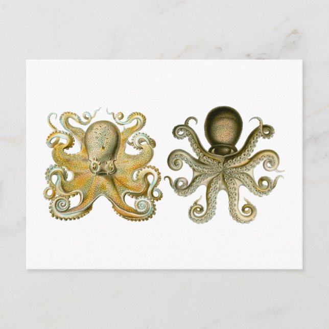 Carte Postale Octopus commun (Devant)