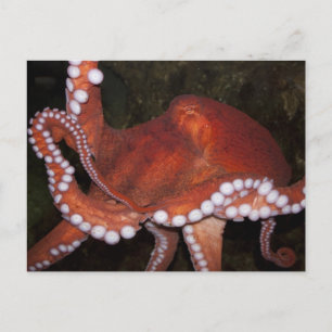 Carte Postale Octopus du Pacifique Nord