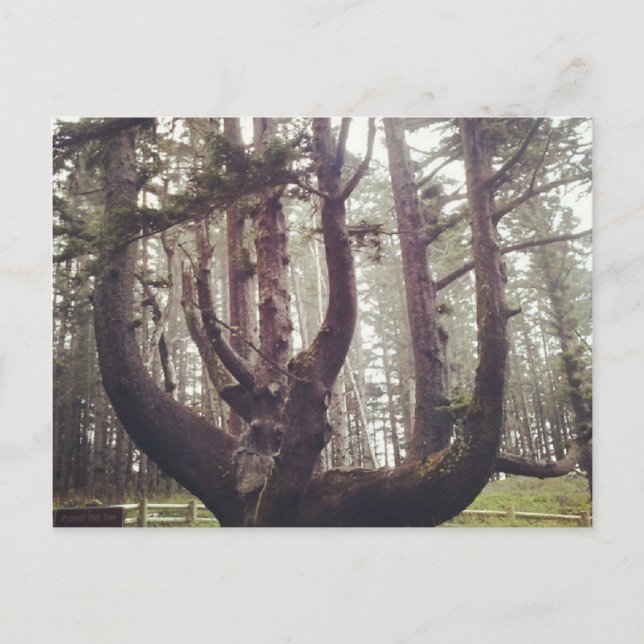Carte Postale Octopus Tree, Cape Meares, Oregon (Devant)