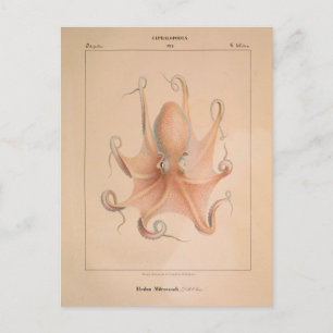 Carte Postale Octopus vintage 1851 Eledon Aldrovandi