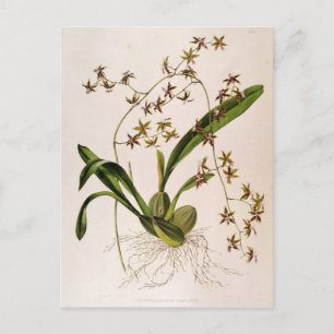 Carte Postale Odontoglossum Hastatum