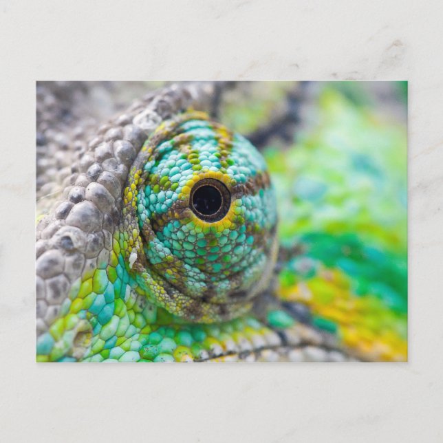 Carte Postale Oeil Chameleon (Devant)