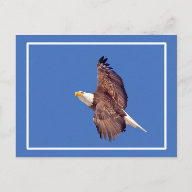 Carte Postale Oeil d'aigle chauve vers le ciel (Devant)