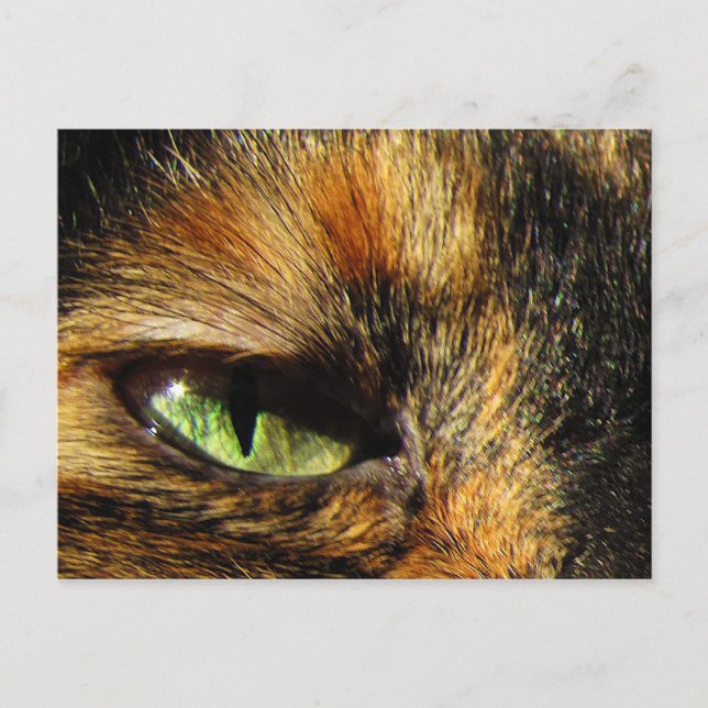 Carte Postale Oeil de chat (Devant)