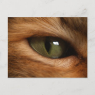 Carte postale oeil de chat