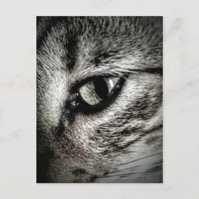 Carte Postale Oeil de chat artistique (Devant)