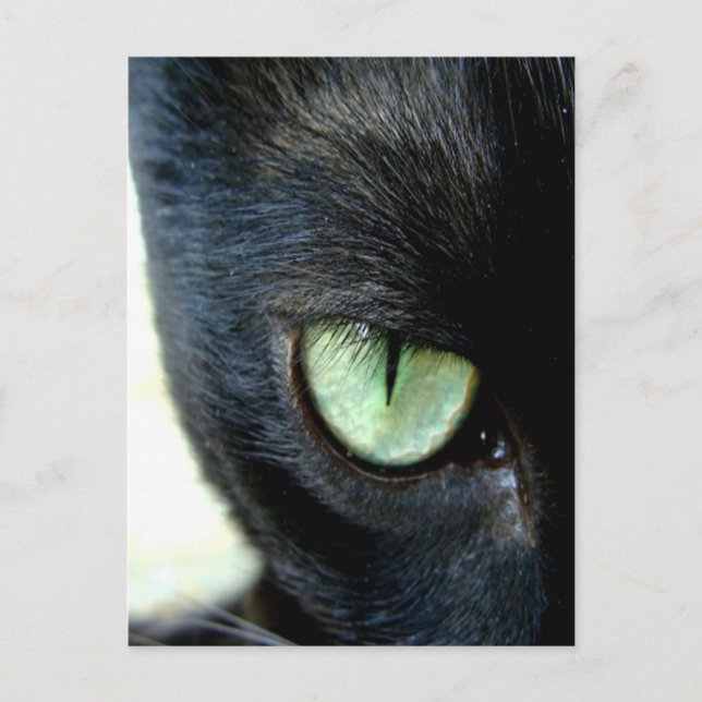 Carte Postale Oeil de chat noir (Devant)