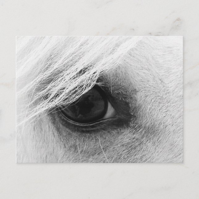 Carte Postale Oeil de cheval en noir et blanc (Devant)