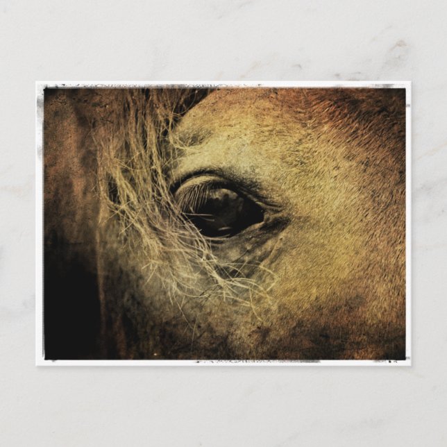 Carte Postale Oeil de cheval noir (Devant)