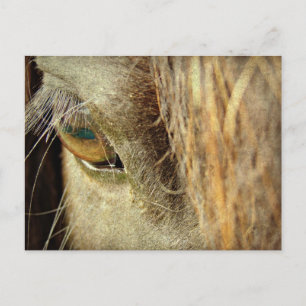 Carte Postale Oeil de cheval noir