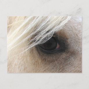 Carte Postale Oeil de cheval Palomino
