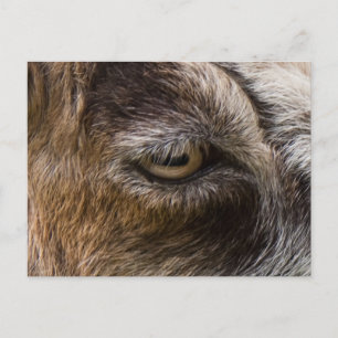 Carte postale oeil de chèvre