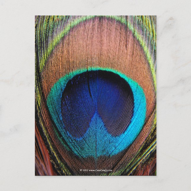 Carte Postale Œil de la plume de paon en gros plan (Devant)