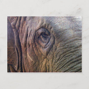Carte Postale Oeil des éléphants